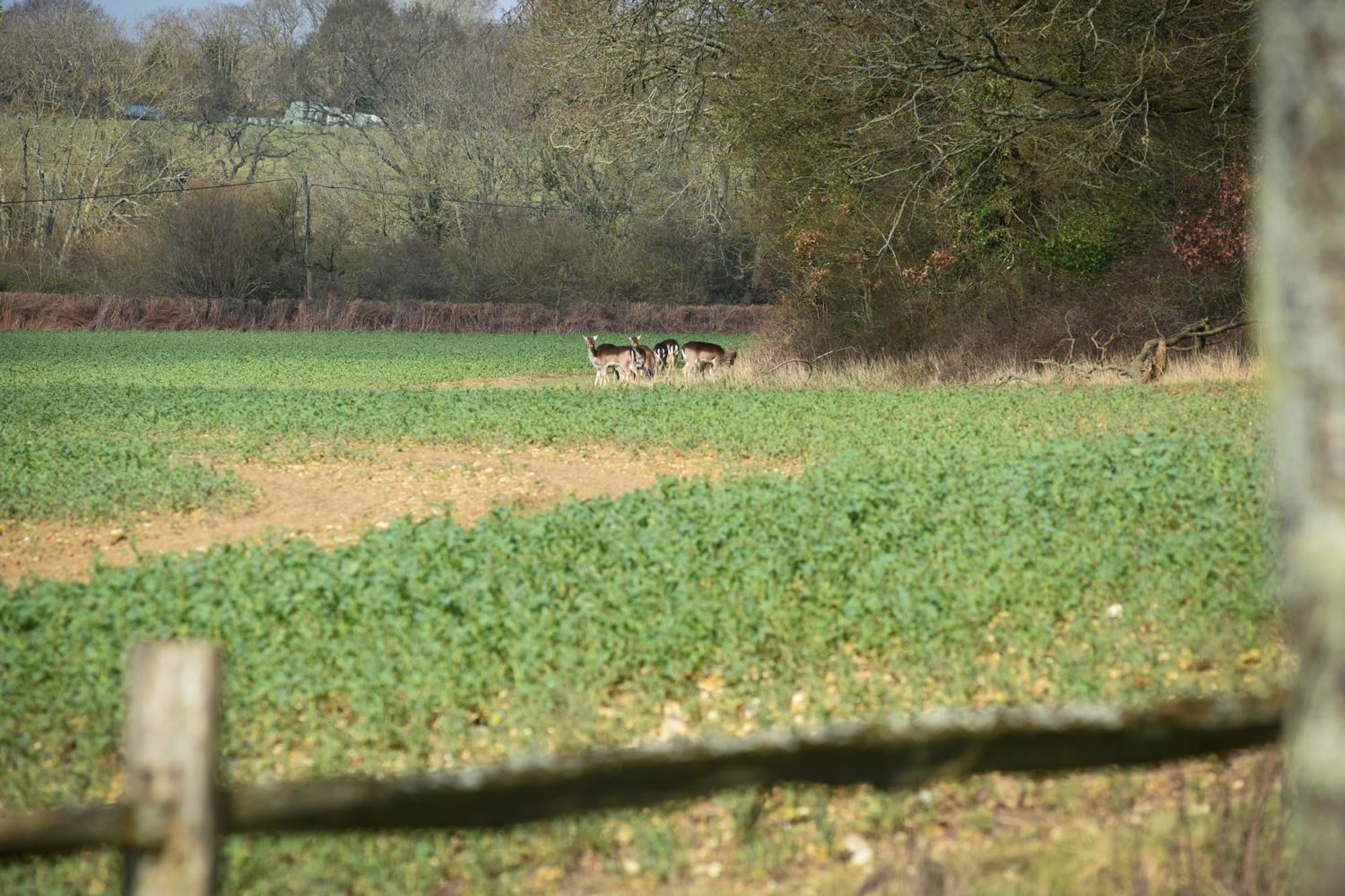 Air Maison - The Cow Shed Wow Factor Countryside Retreat Westbourne  Extérieur photo